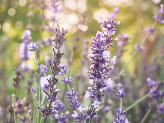 Soft focus on lavender flowers in flower garden.
