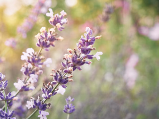 Obraz premium Soft focus on lavender flowers in flower garden.