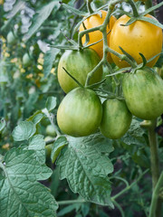 Yellow tomatoes in organic garden.