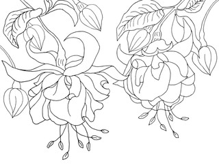 Fuchsia hanging flowers isolated on white background. Elements for coloring, decor.