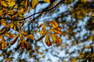 Goldener Herbst zeigt sich mit leuchtenden Blättern einer Kastanie im Gegenlicht und Sonnenschein von seiner schönsten Seite und lädt zum Spazierengehen mit der Familie und genießen ein