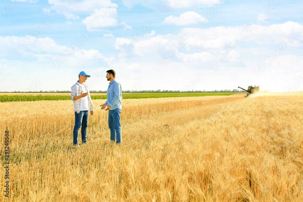 Wall mural Male farmers working in wheat field