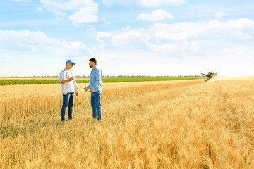 Fototapeta na wymiar Male farmers working in wheat field