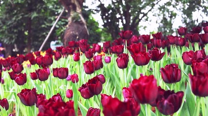 tulip flower bloom on background ,Flowers red tulips in tulips field,