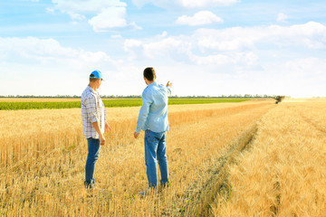 Male farmers working in wheat field