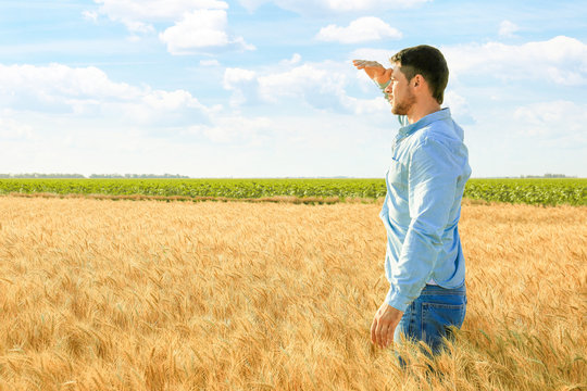 Male farmer working in wheat field