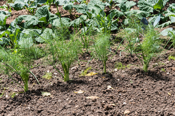 Plant fresh vegetables in your own garden.