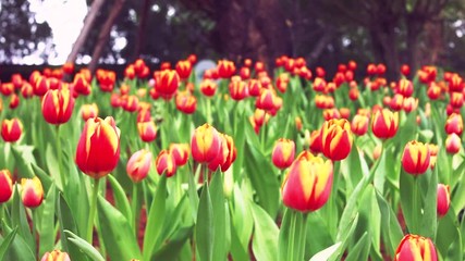 Flowers red tulips in tulips field, tulip flower bloom on background, flower backgrounds for graphics
