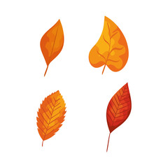 Obraz premium season autumn leafs isolated icon
