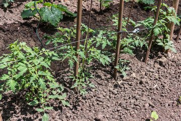Plant fresh vegetables in your own garden.