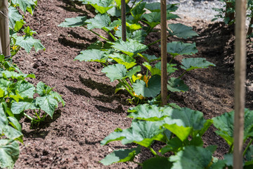 Plant fresh vegetables in your own garden.