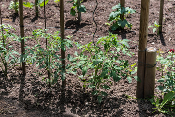 Plant fresh vegetables in your own garden.