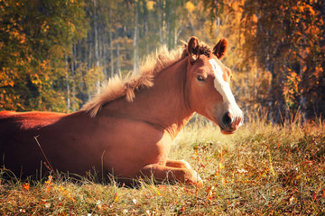 red horse resting autumn landscape in the forest. yellow grass and leaves in nature