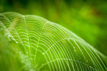 background spider web in morning dew drops on green grass. sun glare