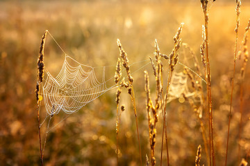 background spider web in morning dew drops on green grass. sun glare