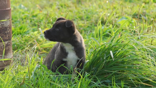 Close Up of Cute Puppy Sitting on Grass and Looking Around in Autumn Evening. Pets and Animals Concept