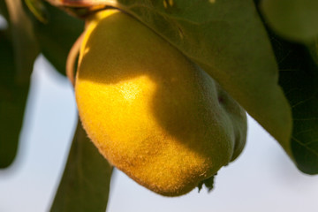 Yellow Quince on Tree on a sunny day; close-up