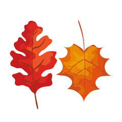 season autumn leafs isolated icon