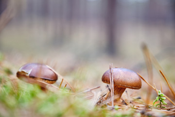 grzyby w jesiennym lesie