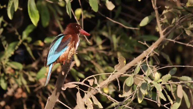 Kingfisher bird sitting on a tree branch