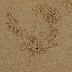 Mandala de sable