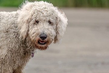 Goldendoodle