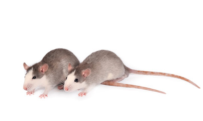 Funny young rats isolated on white. Rodent pets. Two Domesticated rats close up. Rats look at the camera