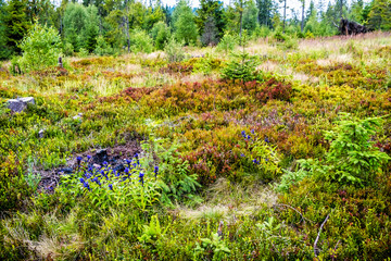 Willow gentian - Gentiana asclepiadea, Babia hora hill, Slovakia