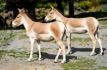 Obraz na płótnie Canvas The Turkmenian kulan, Equus hemionus kulan, is a rare Asian donkey