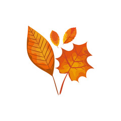 season autumn leafs isolated icon