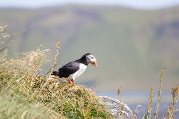 Puffin on a Promontory over Kirkjufjara Beach in Iceland