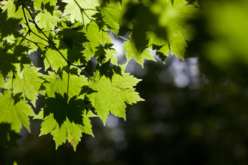 green maple leaves in the sunlight