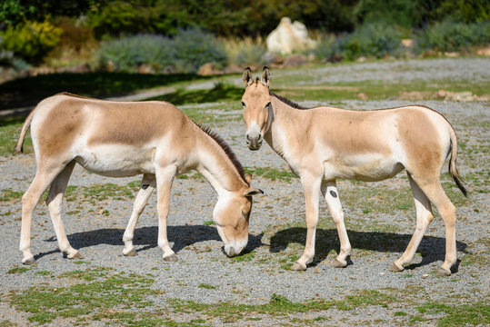 The Turkmenian kulan, Equus hemionus kulan, is a rare Asian donkey