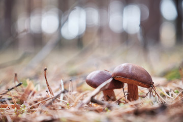 grzyby w jesiennym lesie © bodzio81