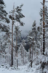 Fototapeta premium Bosque nevado