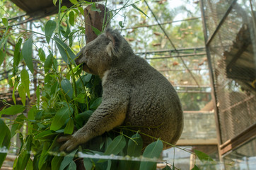 Koala eating on tree