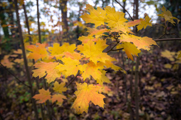Beautiful fall autumn landscape  near Toronto Canada