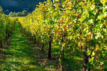 Naklejka premium Weinberg