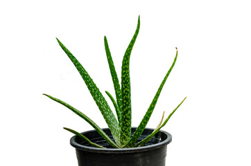  Aloe vera with isolated on white