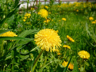 yellow dandelion flowers in the yard, Russia.
