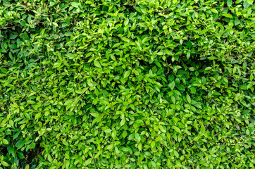 Obraz premium Green leafs background