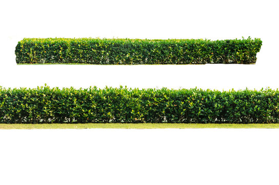 scandent shrub isolated on white.