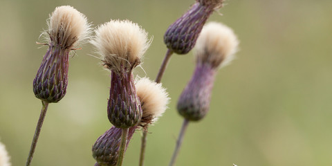 flowering thistle flowers with seeds
