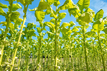 Tobacco field plantation under blue sky with big green leaves