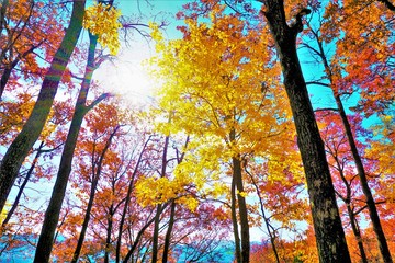 温かみのある美しい秋の色味に包まれて爽快な秋の景色のなかで天を見上げる