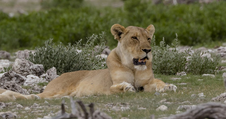 Lioness at a Waterhole in Etosha, a National Park of Namibia
