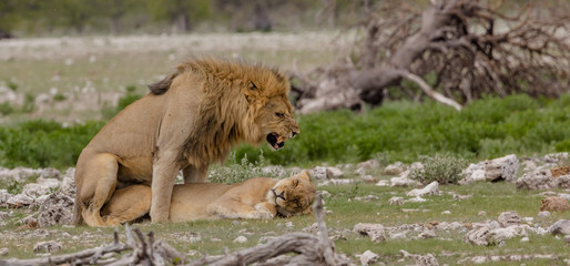 Obraz na płótnie Canvas Mating Lions in Etosha, a National Park of Namibia
