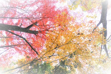 温かみのある秋の色味に包まれて優しい時間が流れ、天を見上げると赤・黄・緑の３色が美しく咲き誇っています