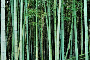 気分を爽快にし、心を洗い、落ち着かせて鎮めてくれる竹の密集した神聖な雰囲気の漂う場所 - obrazy, fototapety, plakaty