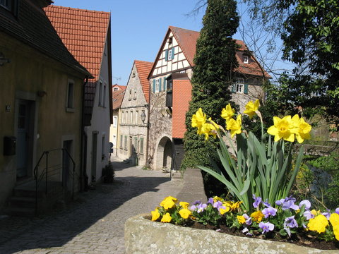 Narzissen vor Stadttor in Dettelbach